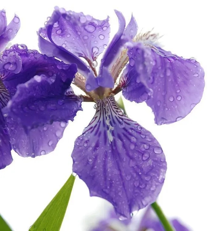 ��ɳĮ��Ƥ��ֻ֪������Ĥ?����4����Ƥ��ˮ����!